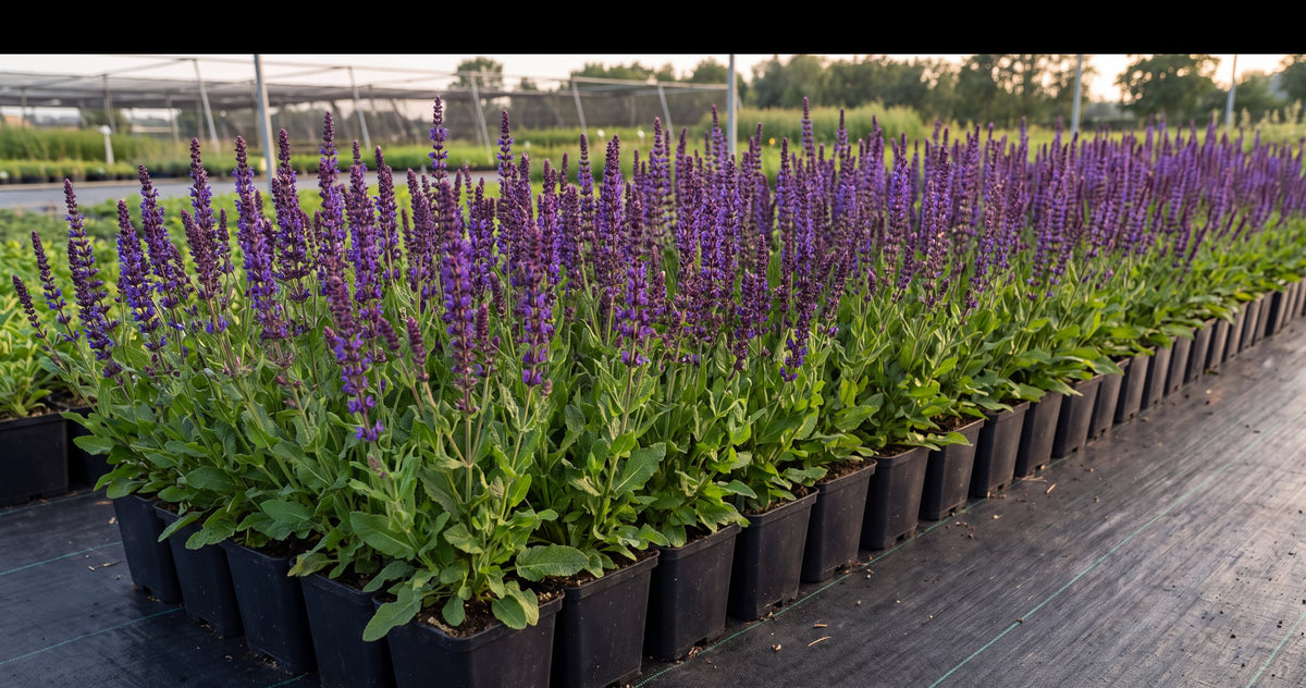 Reihen von Steppensalbei in eckigen schwarzen Toepfen auf dem Freilandfeld der Staudengaertnerei im vollen violettblauen Flor