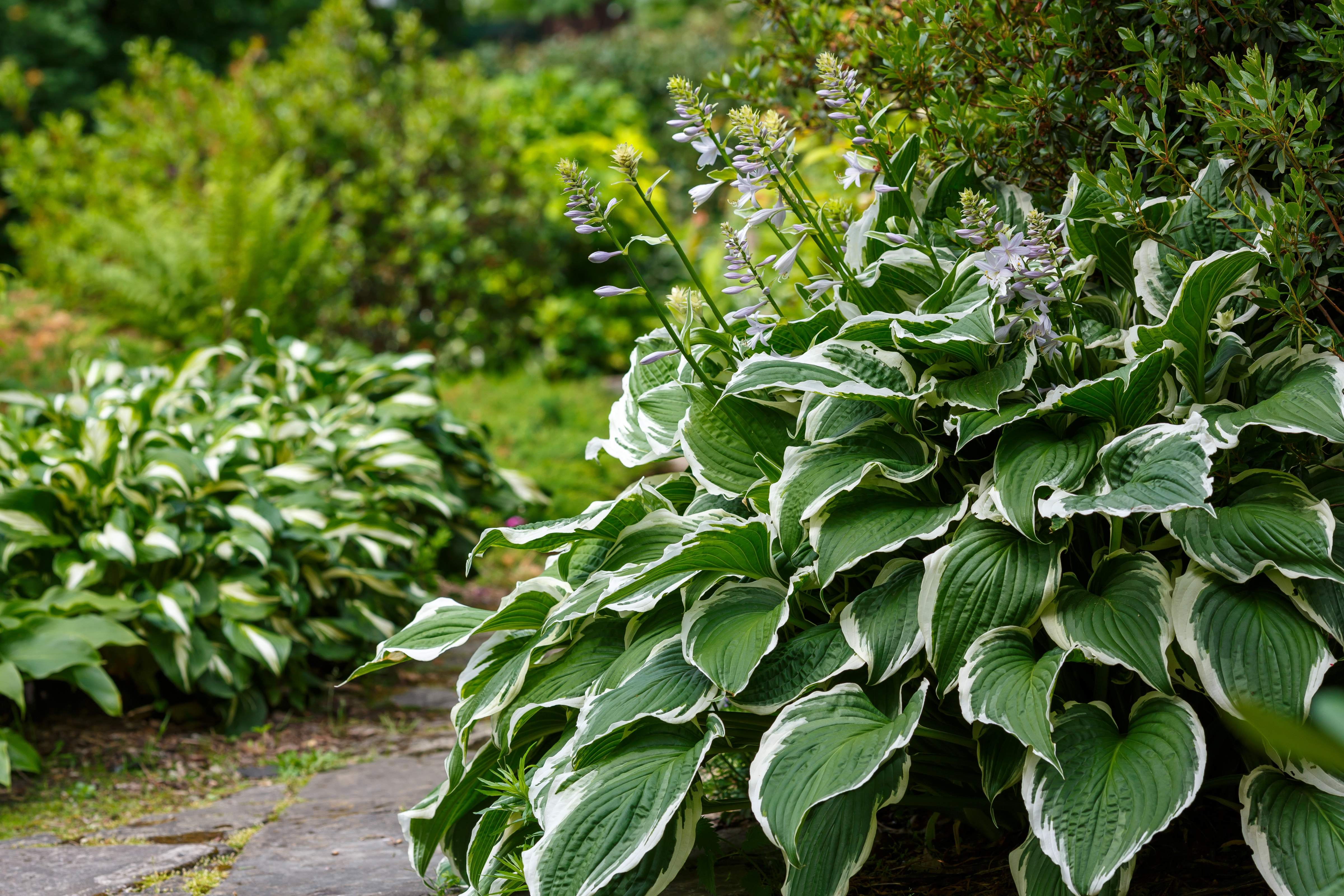 Hosta - Funkie