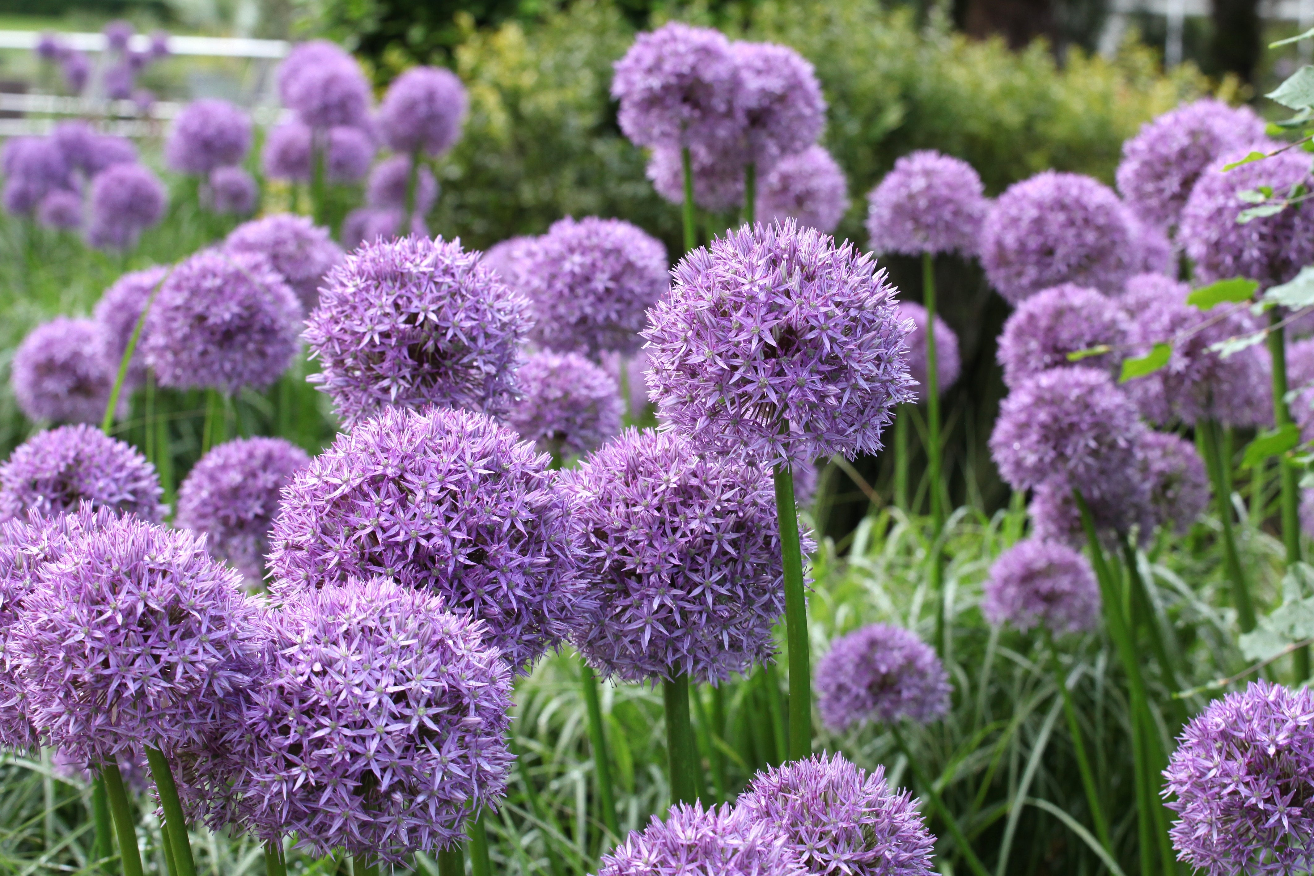 Allium - Zierlauch