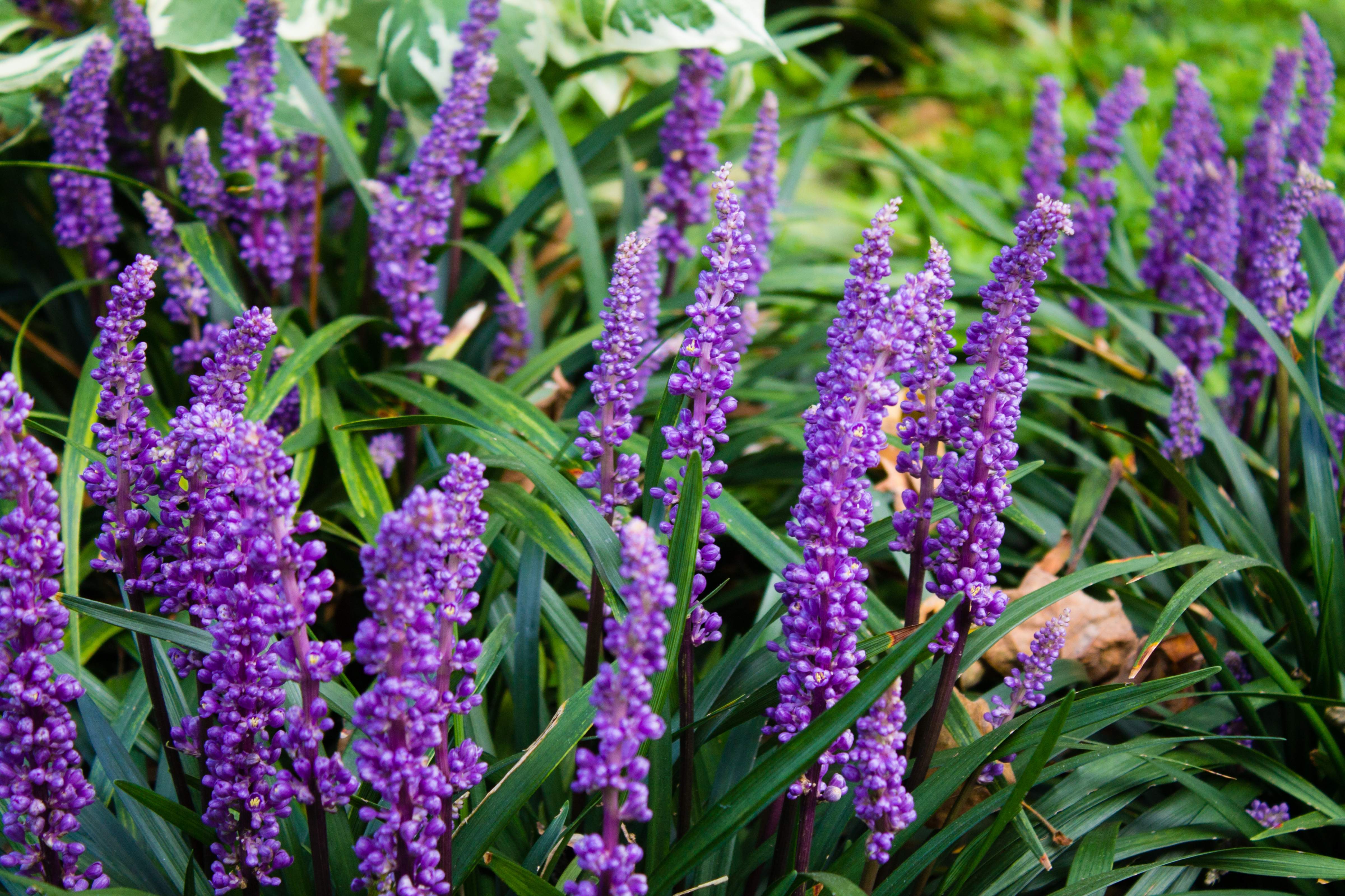 Liriope - Lilientraube