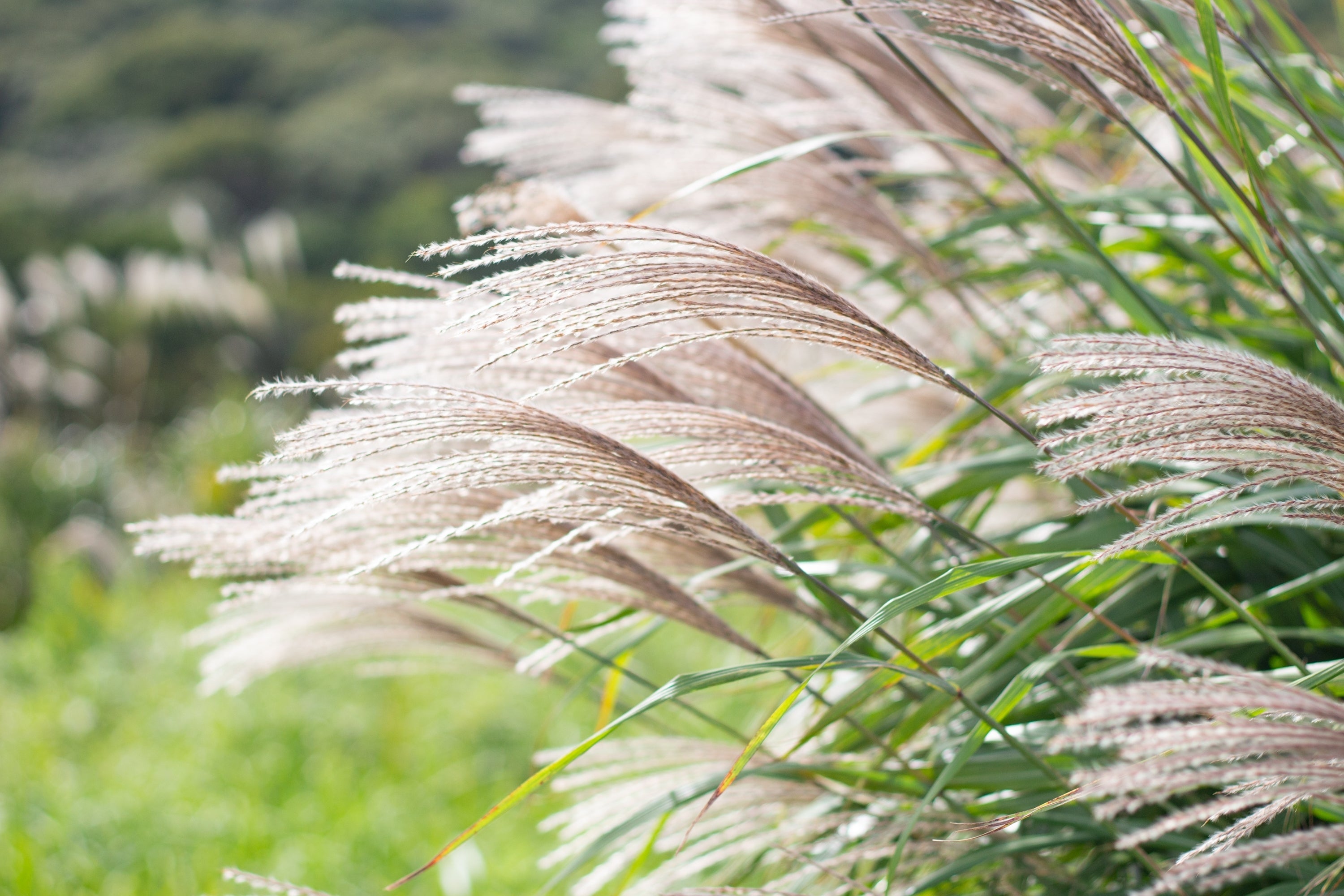 Miscanthus - Chinaschilf