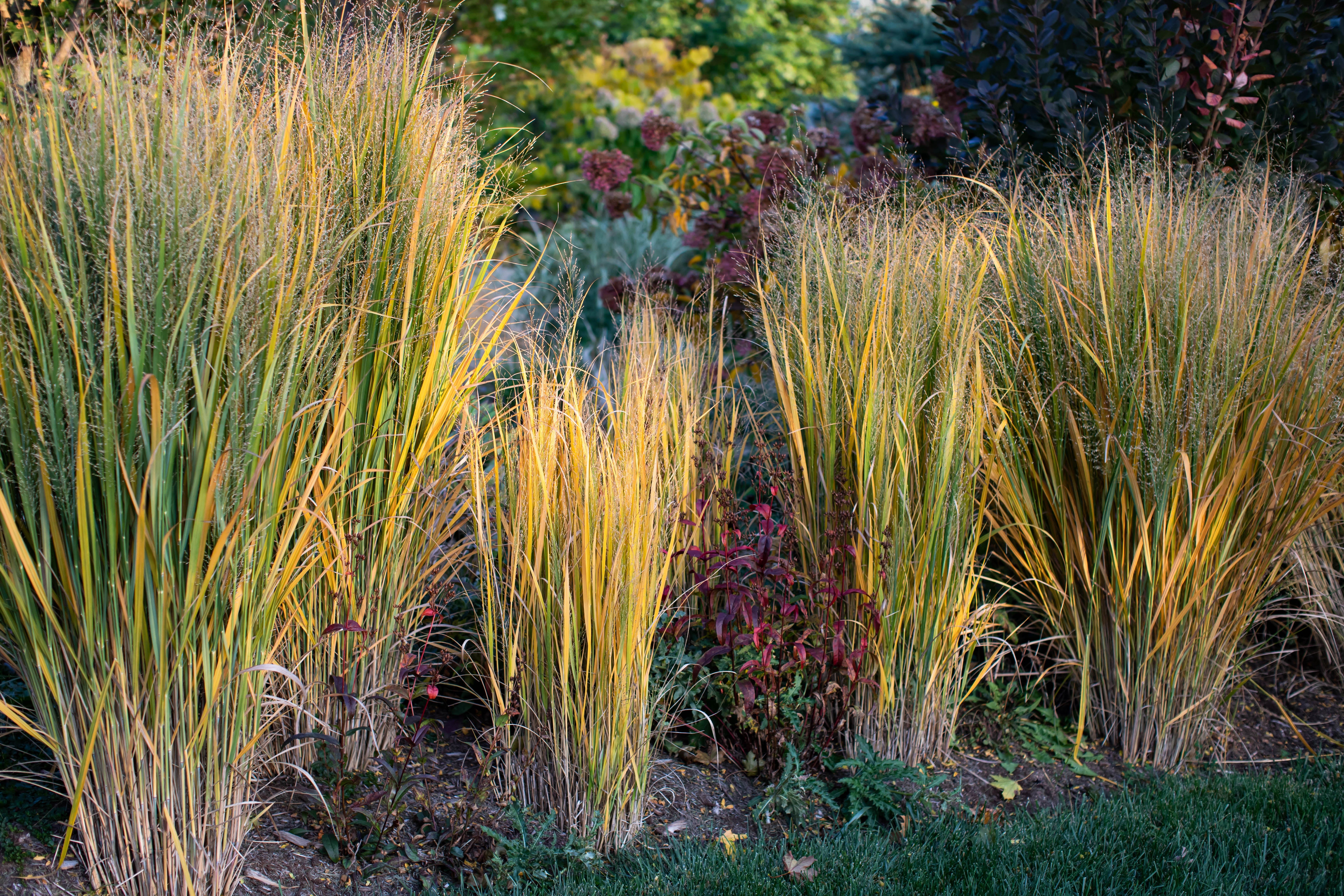 Panicum - Rutenhirse