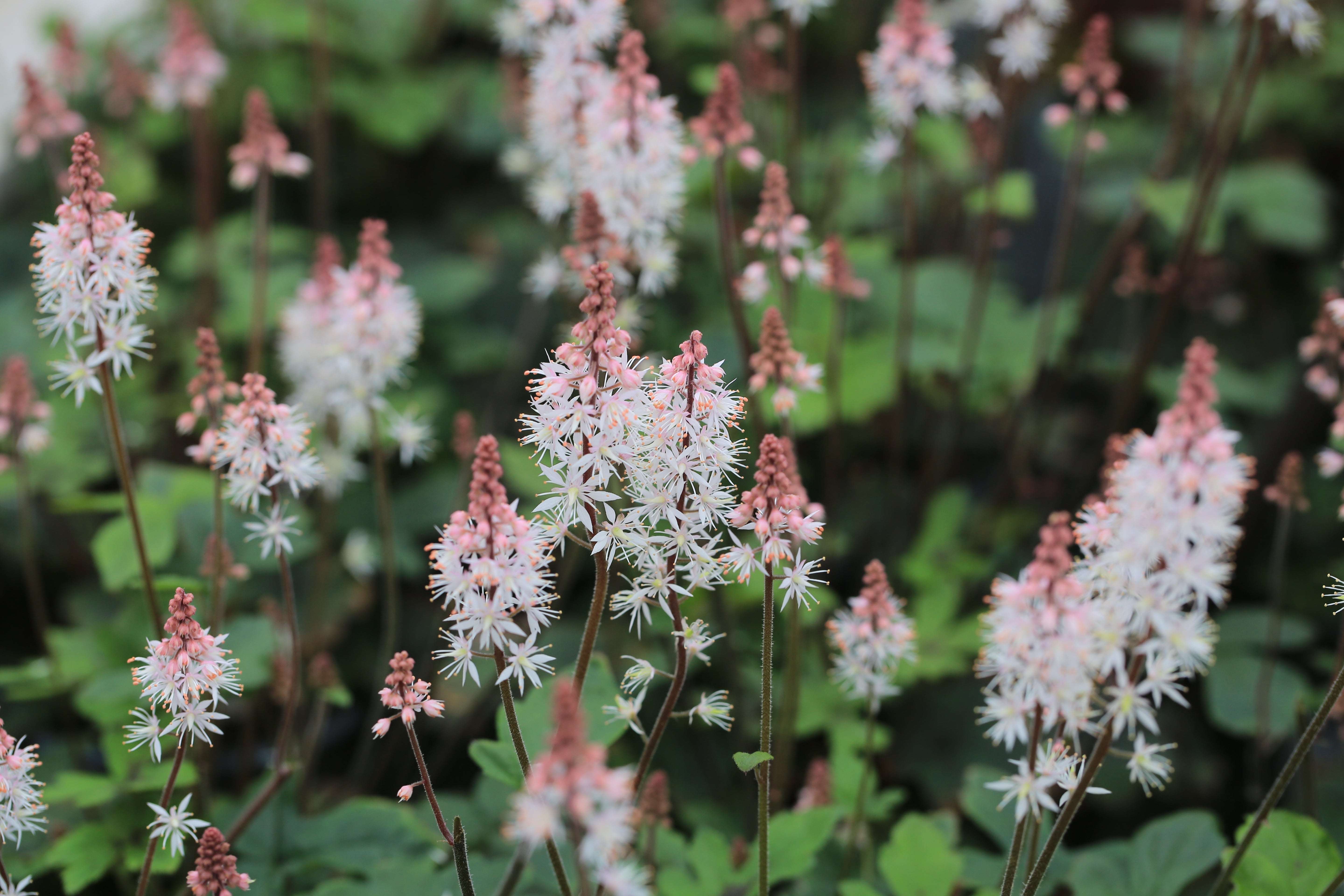 Tiarella - Schaumblüte