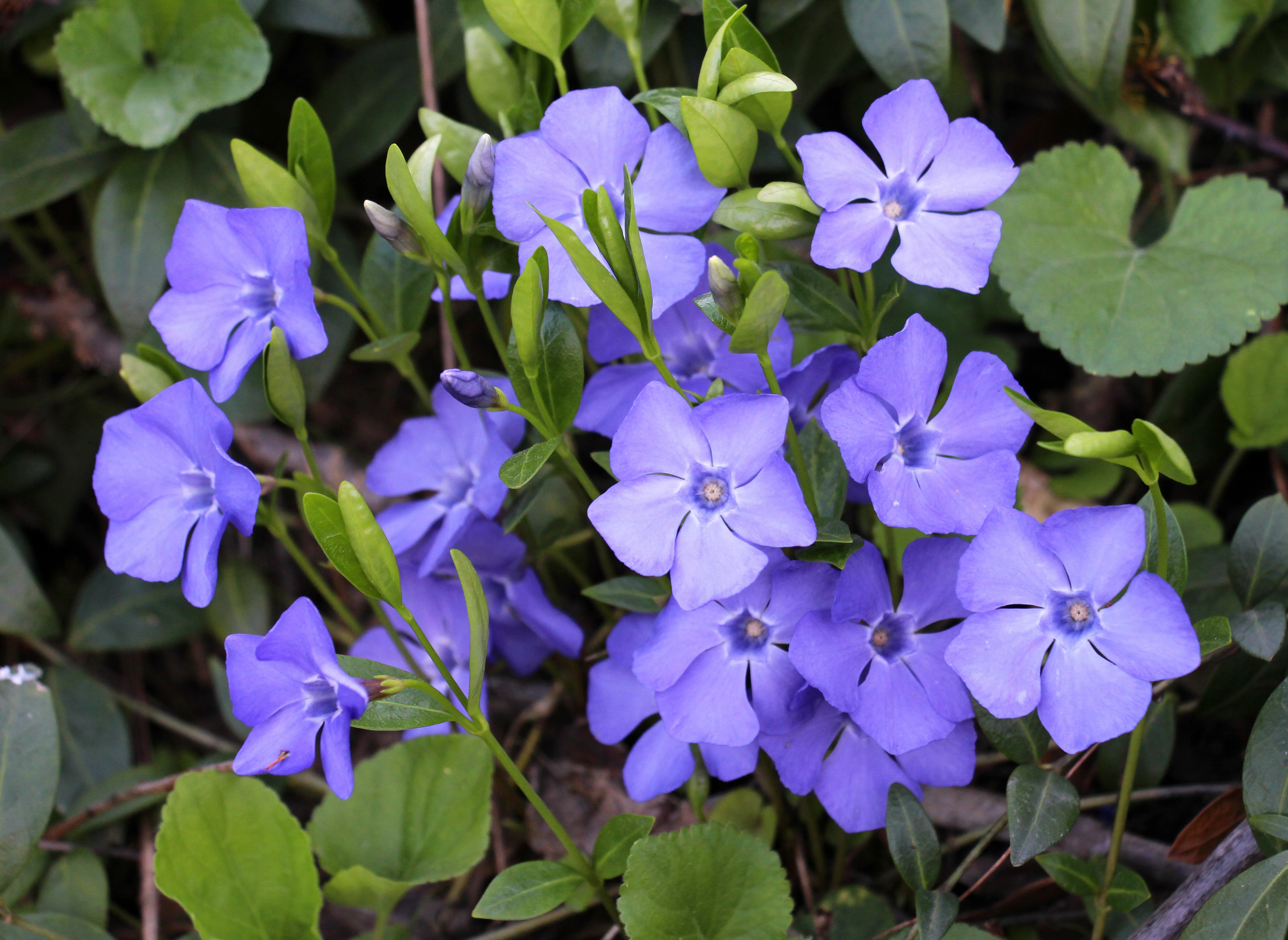 Vinca minor - Kleines Immergrün