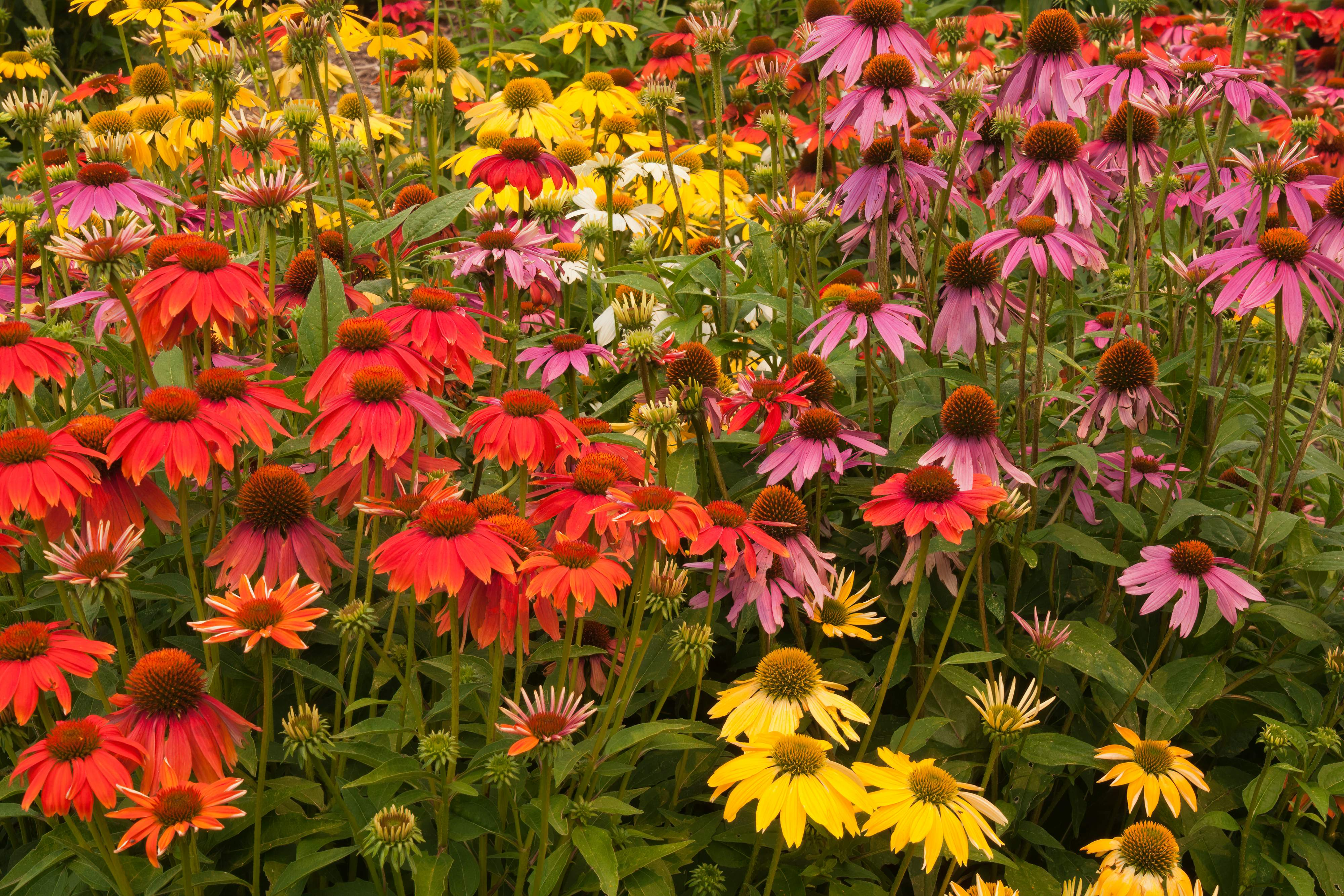 Echinacea - Purpursonnenhut