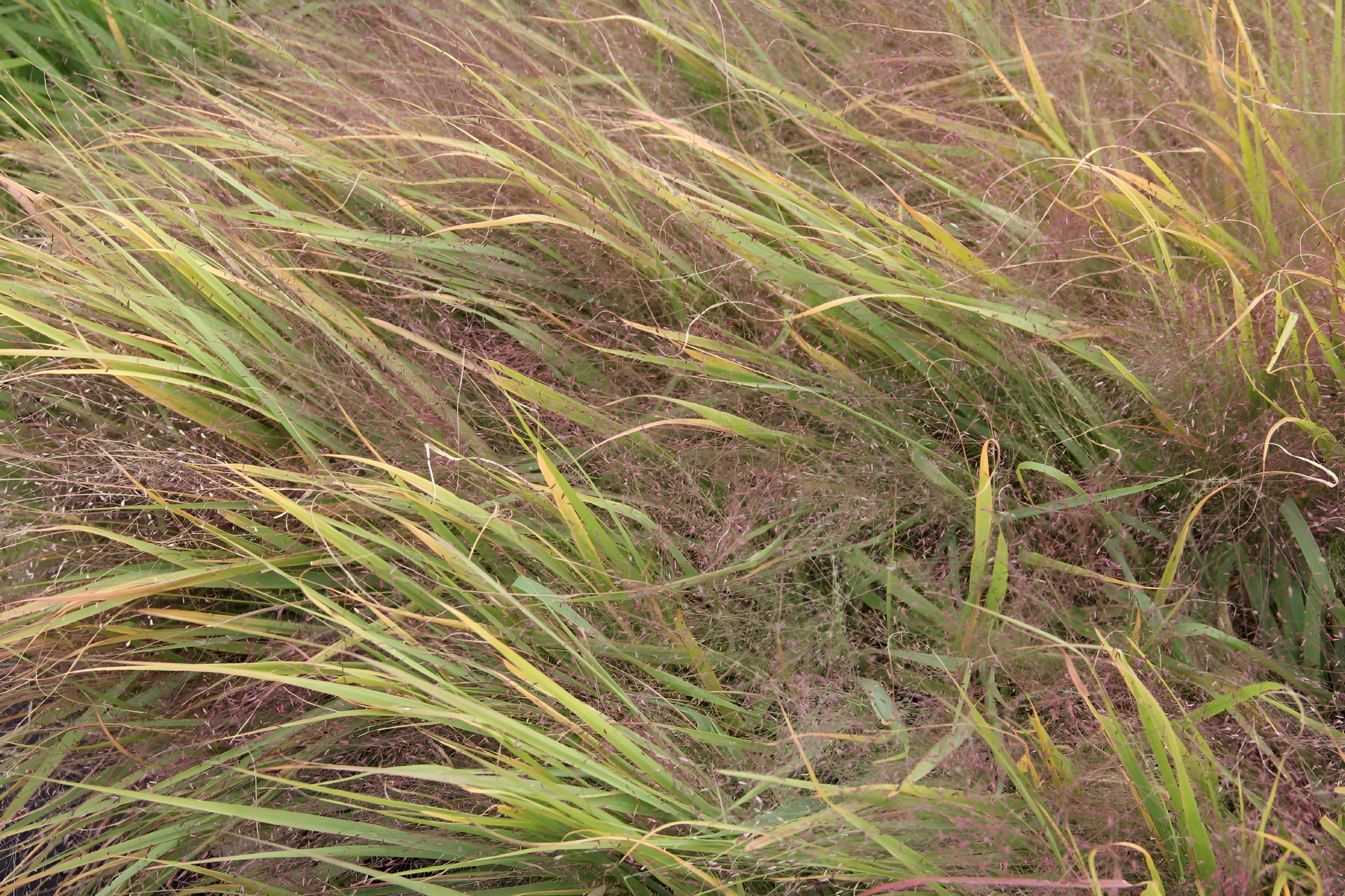 Eragrostis - Liebesgras