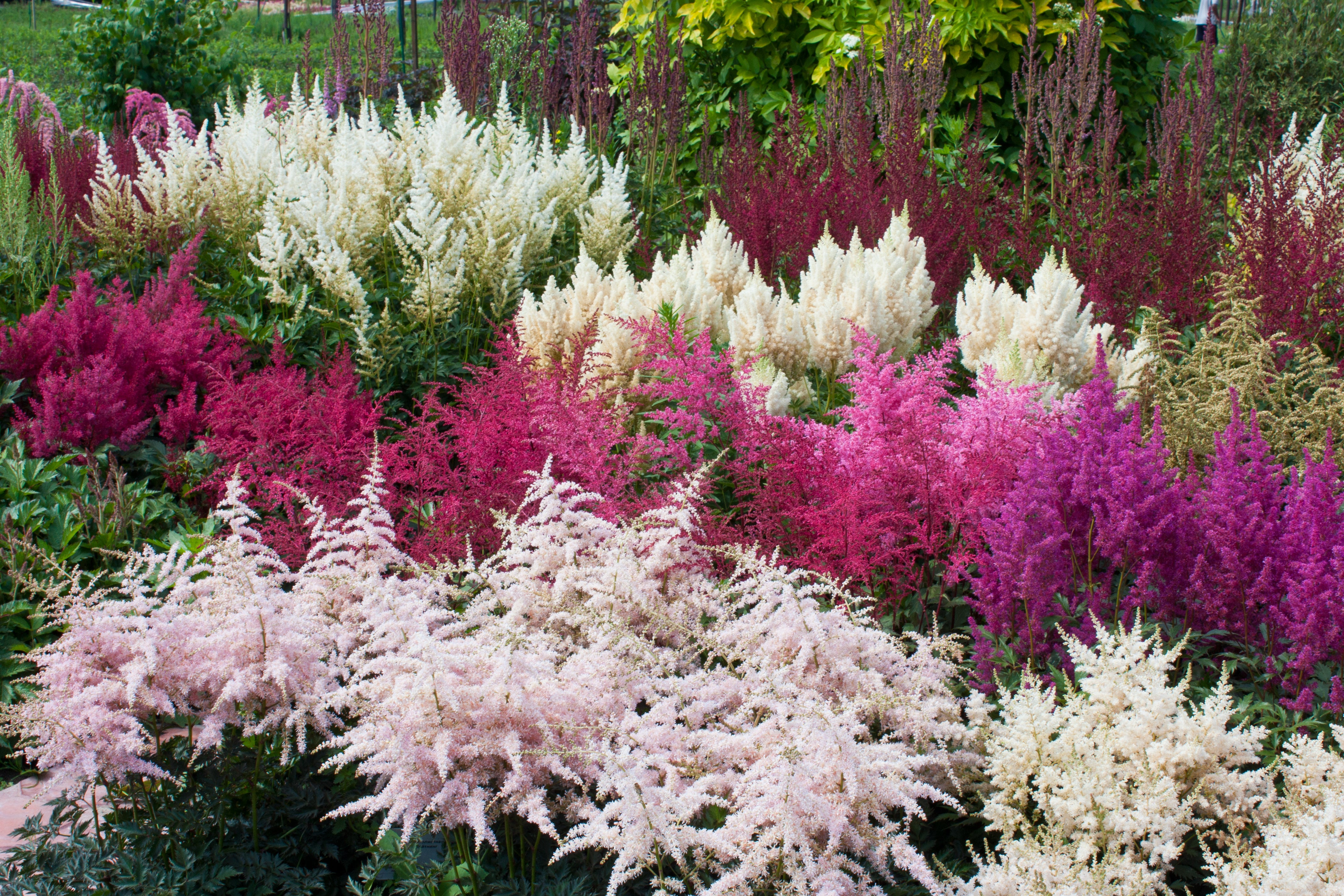 Astilbe - Prachtspiere
