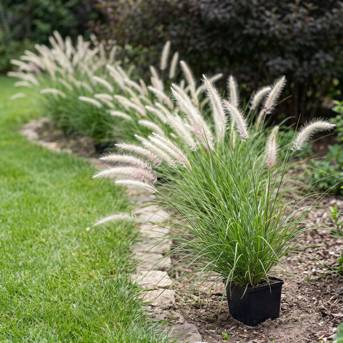 Pennisetum 'Fairy Tails' / Federborstengras