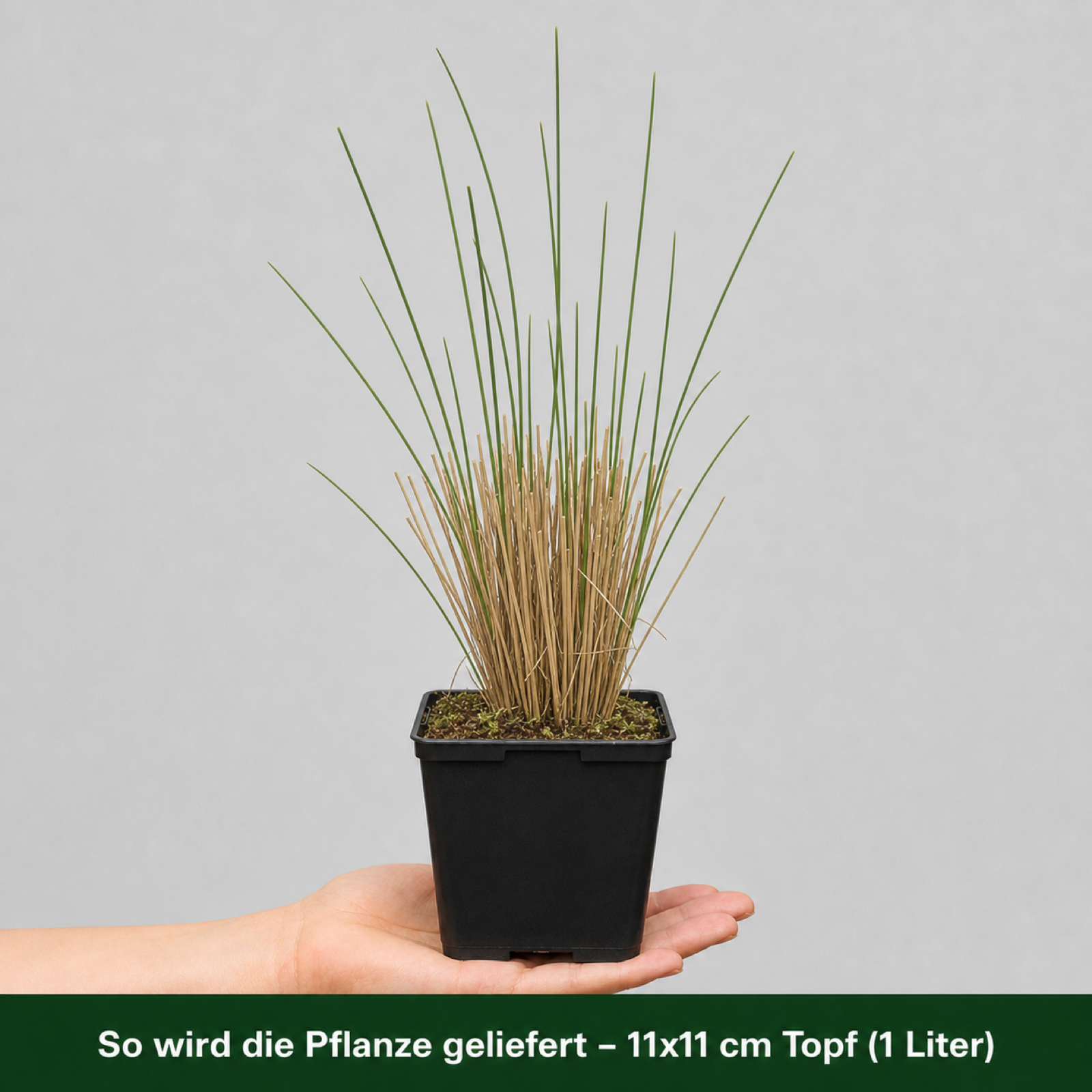 So wird Strandhafer geliefert: Jungpflanze im 11 × 11 cm Topf (1 Liter) auf einer Hand