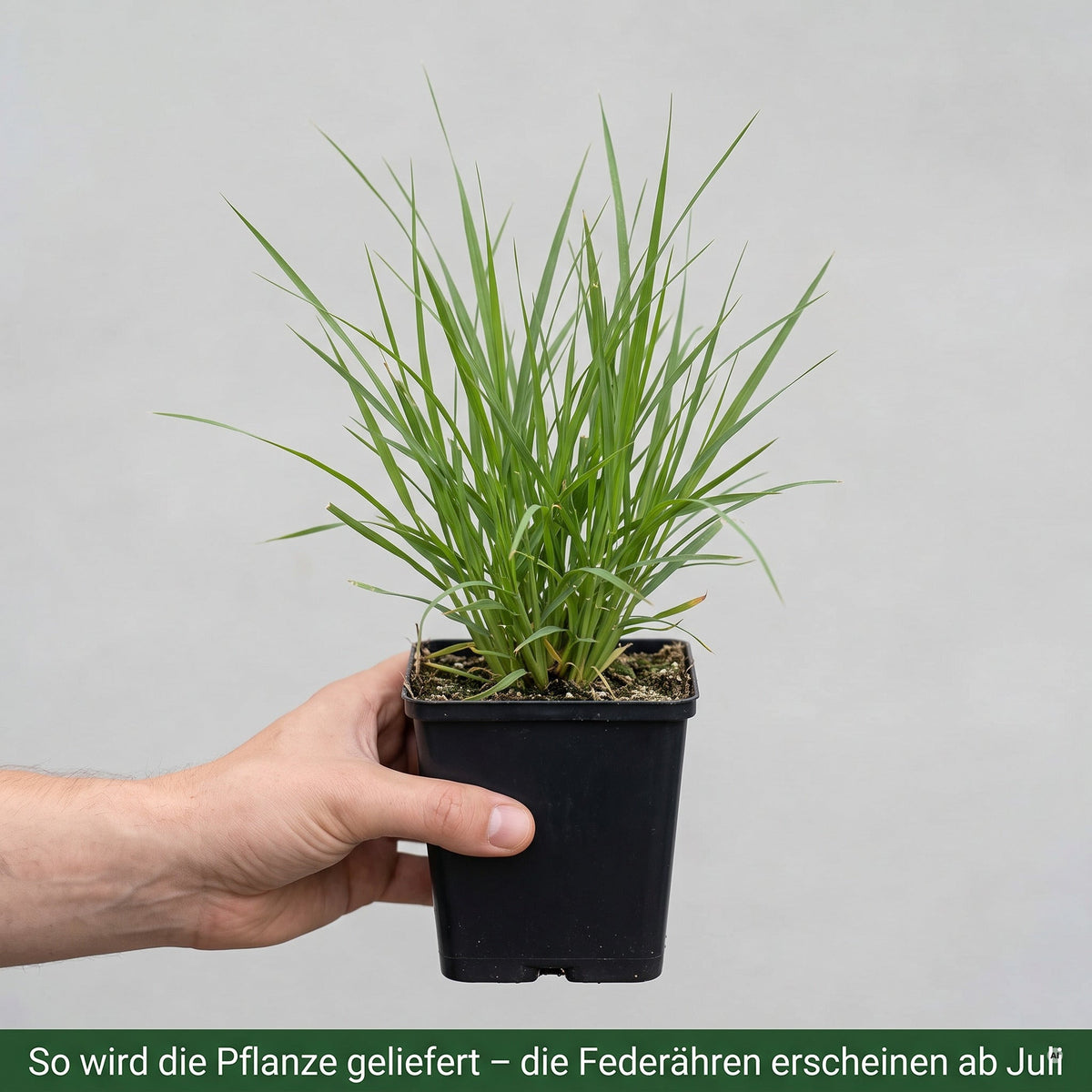 Pennisetum 'Fairy Tails' / Federborstengras