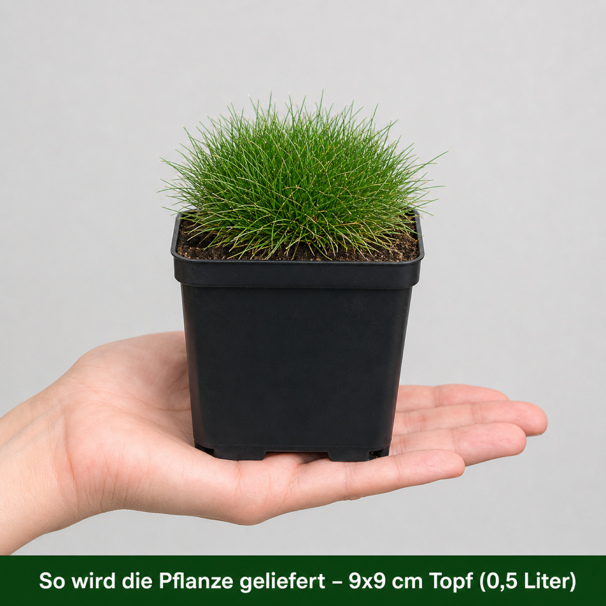 So wird das Bärenfellgras geliefert: Jungpflanze im 9 × 9 cm Topf (0,5 Liter) auf einer Hand