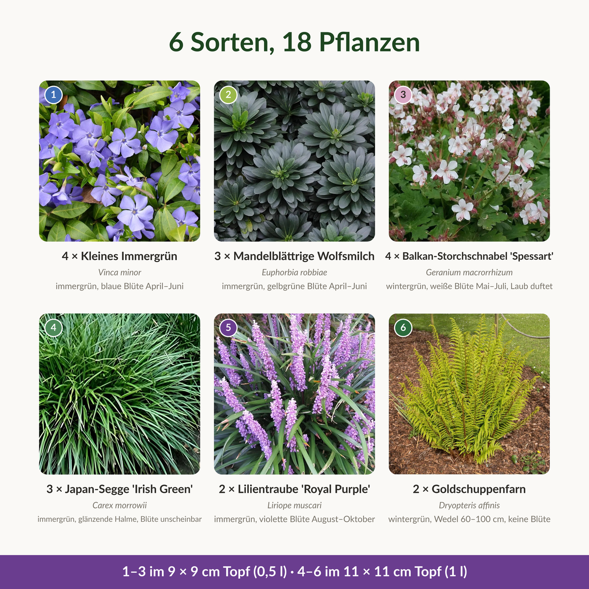 Die sechs Sorten des Baumscheiben-Sets: Kleines Immergrün, Mandelblättrige Wolfsmilch, Balkan-Storchschnabel, Japan-Segge, Lilientraube, Goldschuppenfarn