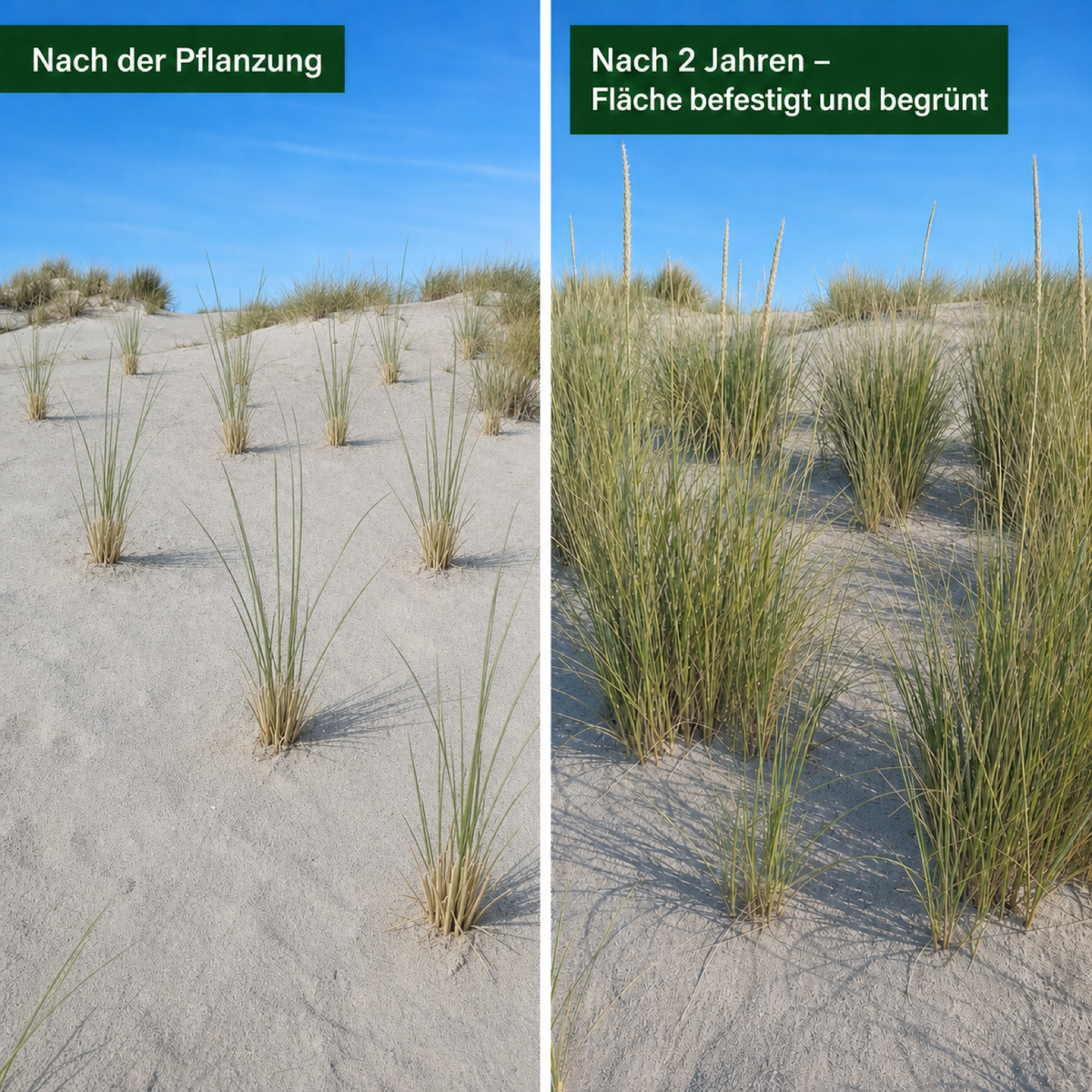 Vergleich Strandhafer: nach der Pflanzung und nach zwei Jahren, wenn die Sandfläche befestigt und begrünt ist