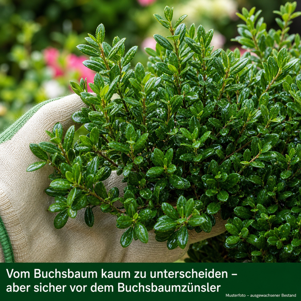 Behandschuhte Hand hält einen Zweig des Berg-Ilex 'Stokes' – vom Buchsbaum kaum zu unterscheiden