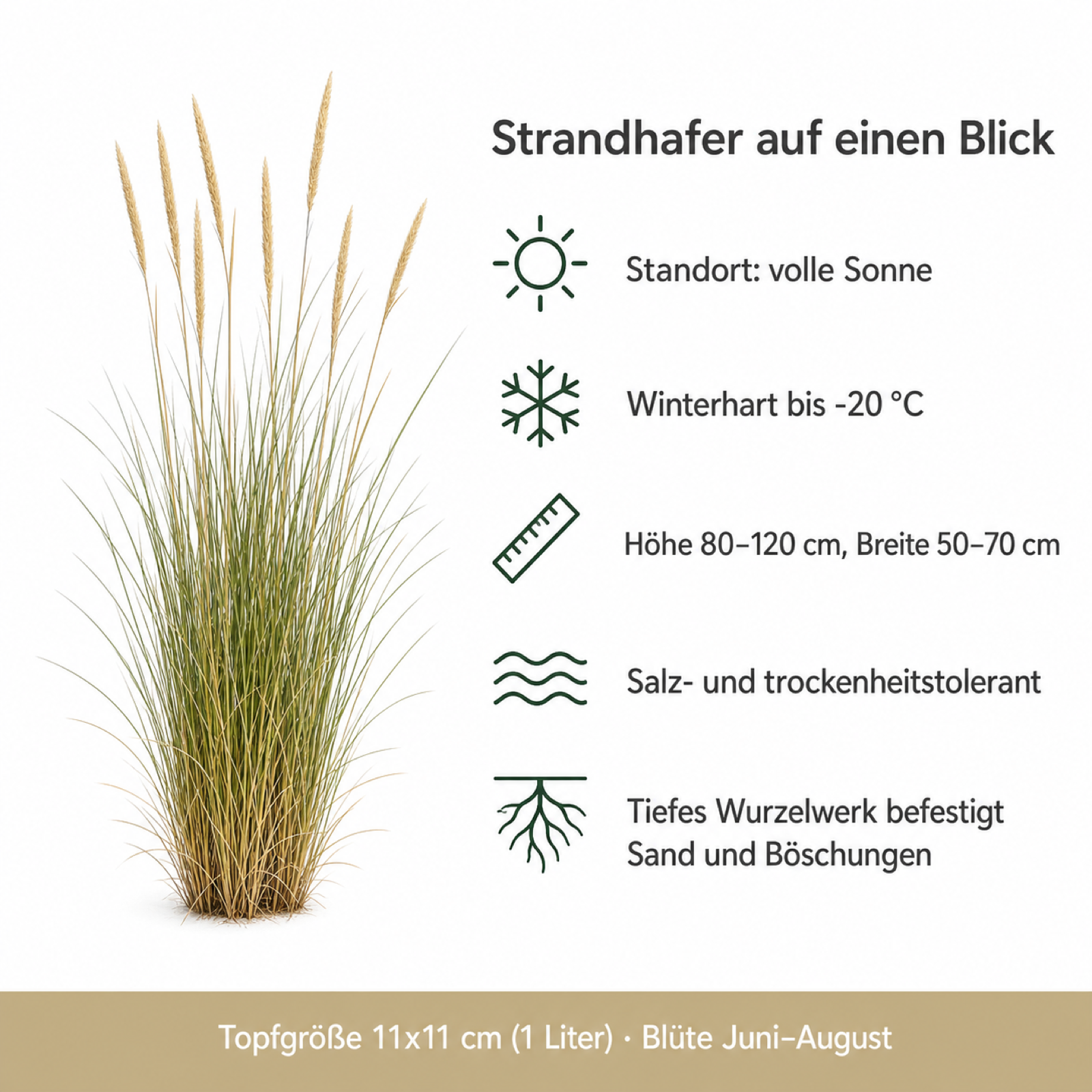 Steckbrief Strandhafer: volle Sonne, winterhart bis −20 °C, Höhe 80–120 cm, Breite 50–70 cm, salz- und trockenheitstolerant, tiefes Wurzelwerk, 11 × 11 cm Topf, Blüte Juni bis August