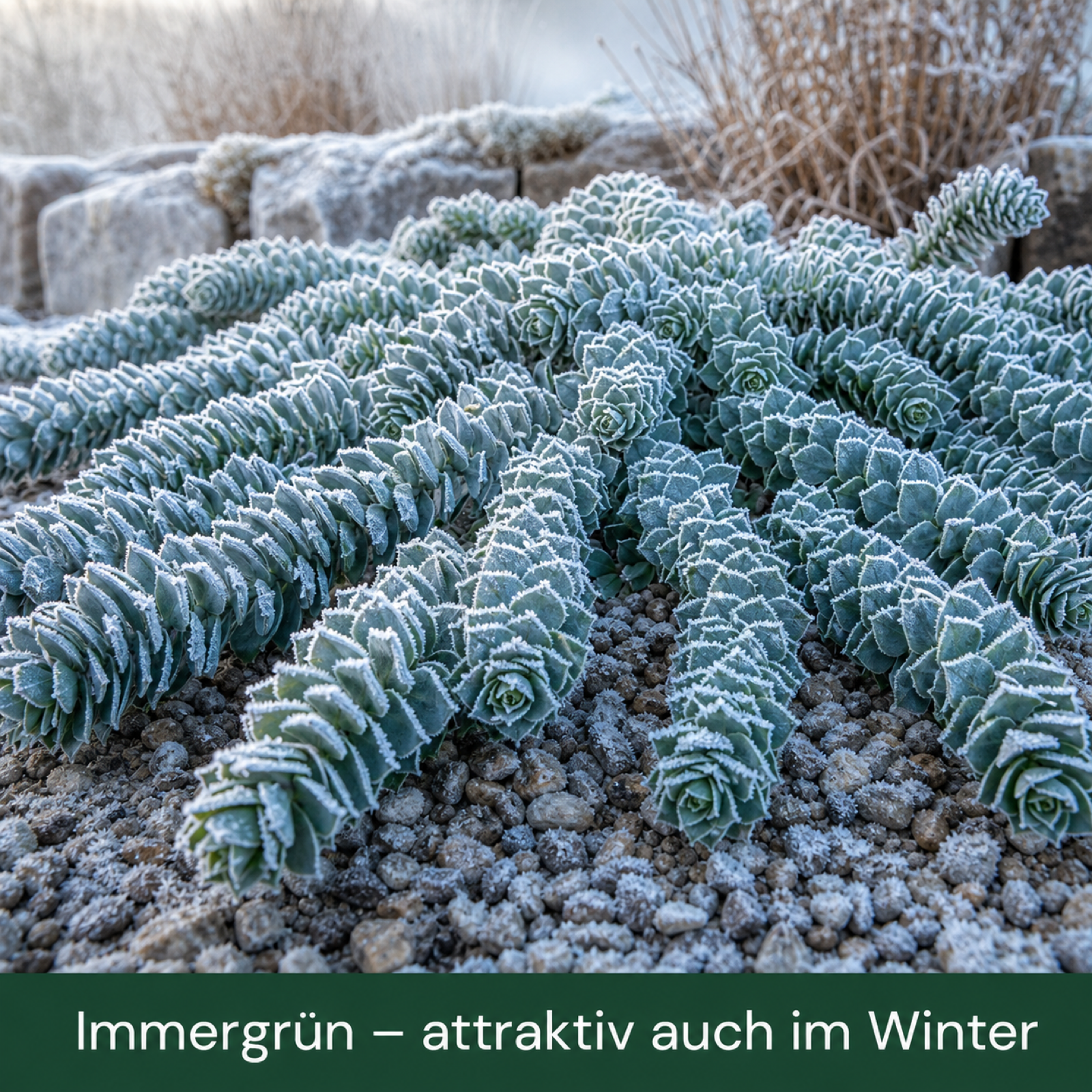 Walzen-Wolfsmilch mit Raureif überzogen – immergrün und auch im Winter attraktiv