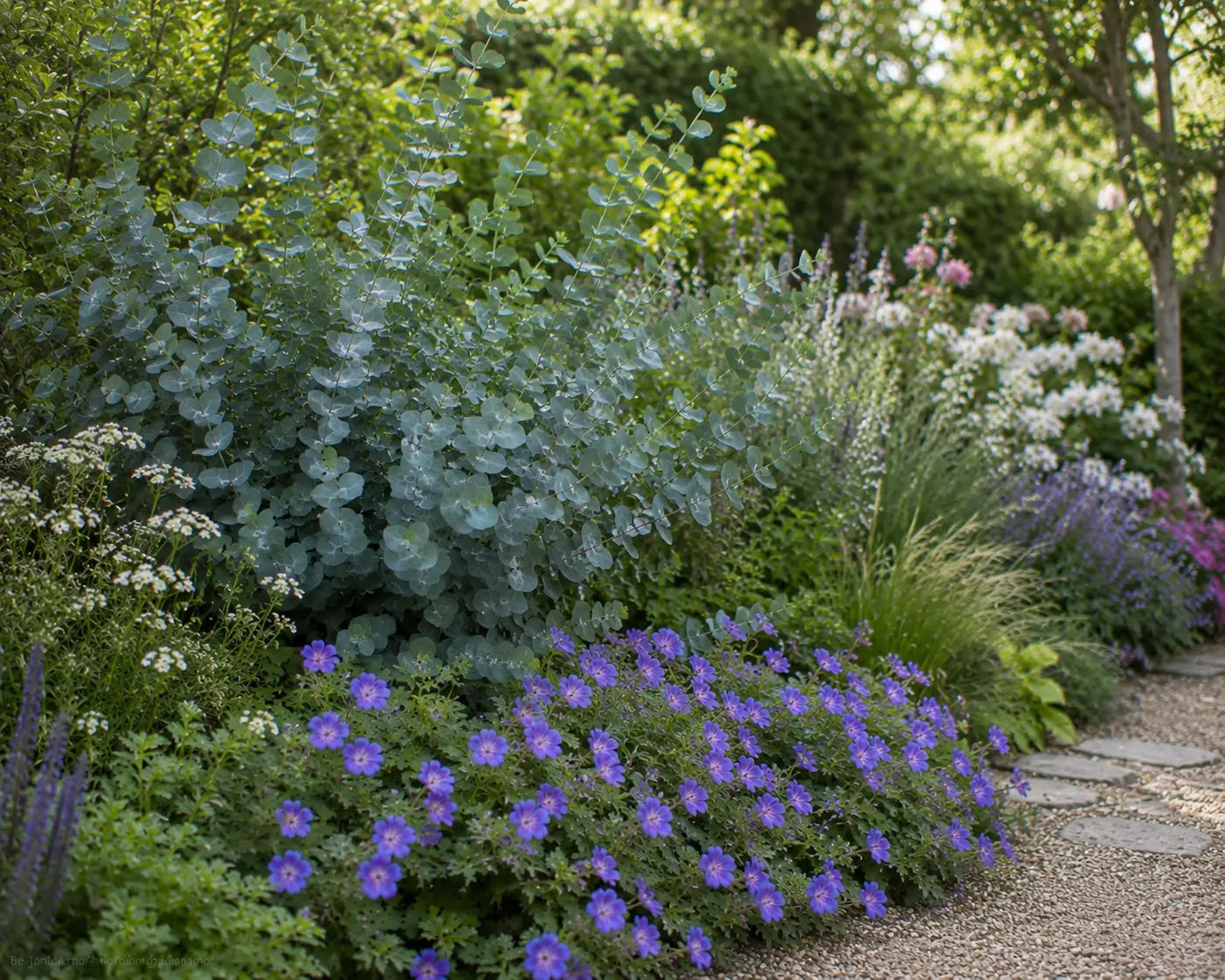 Eukalyptus gunnii / Blaugummibaum