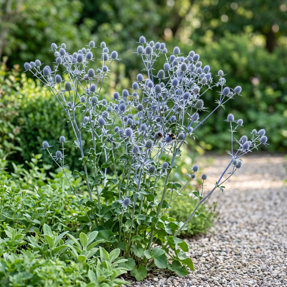 Eryngium planum im Kiesbeet: stahlblaue Blütenwolke aus vielen kleinen Blütenköpfen, etwa 70 cm hoch, vor unscharfem grünem Gartenhintergrund