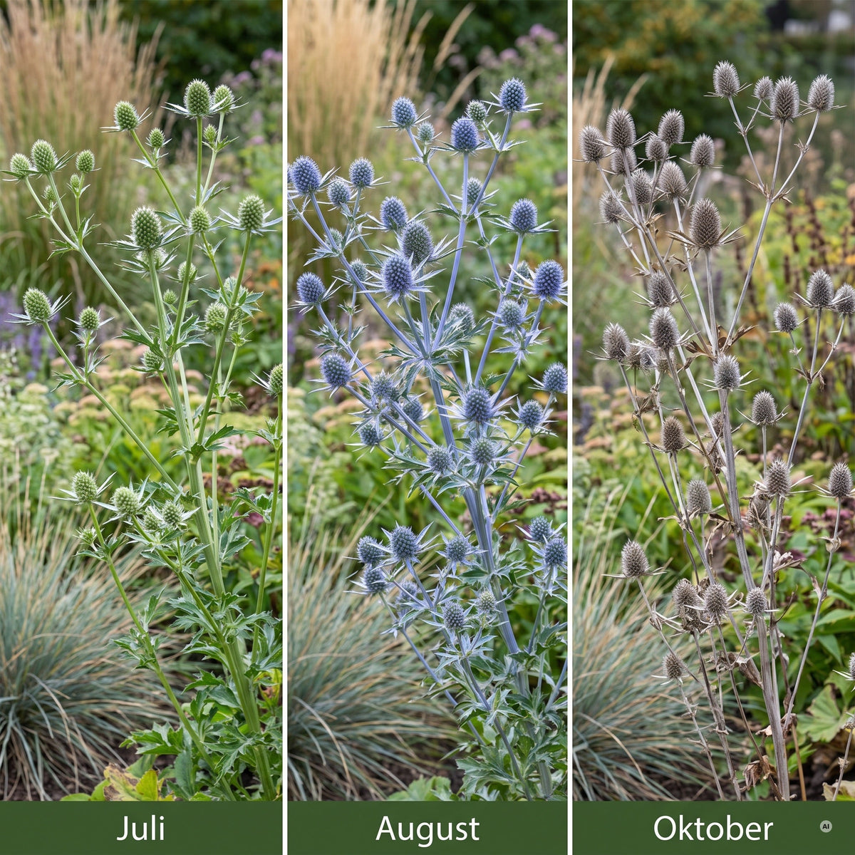 Eryngium planum im Jahresverlauf: grüne Knospen im Juli, stahlblaue Blüte im August, graubraune Samenstände im Oktober