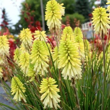 Kniphofia 'Pineapple Popsicle’ / Gelbe Fackellilie - Tritome
