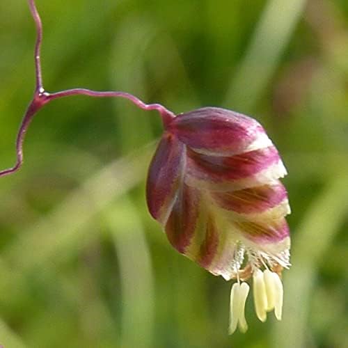 Briza media / Zittergras