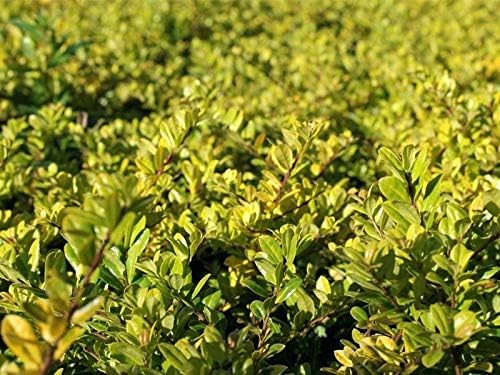 Ilex crenata 'Golden Gem' / Gelber Berg Ilex
