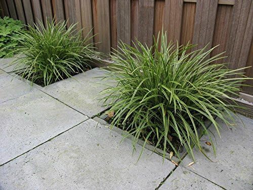 Carex morrowii 'Ice Dance' / Segge