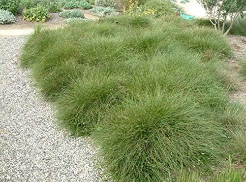 Carex howardii 'Phoenix Green' / Segge