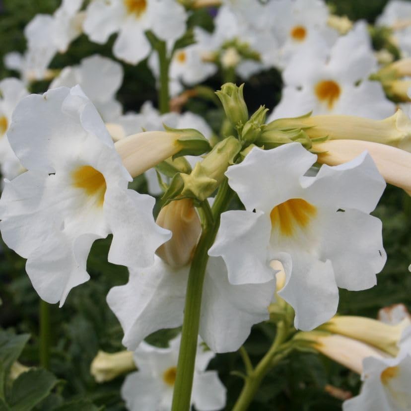 Incarvillea delavayi 'Alba' / Weiße Freilandgloxinie