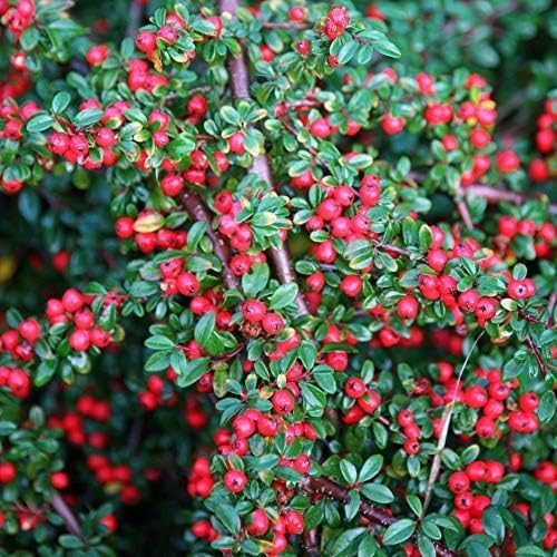 Cotoneaster dammeri 'Coral Beauty‘ / Teppichmispel