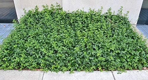 Euonymus fortunei 'Coloratus' / Purpur-Kriechspindel