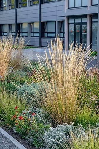 Calamagrostis acutiflora ‚Waldenbusch‘ / Reitgras