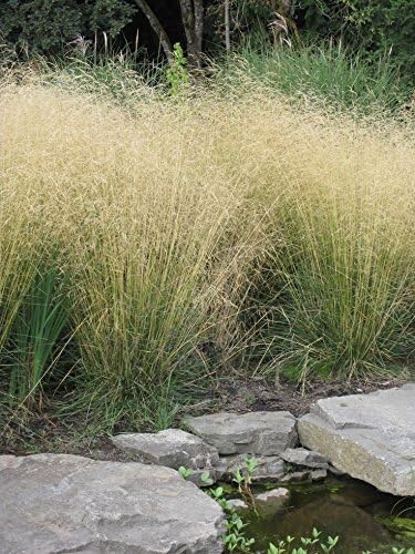 Deschampsia cespitosa 'Tauträger' / Rasen Schmiele