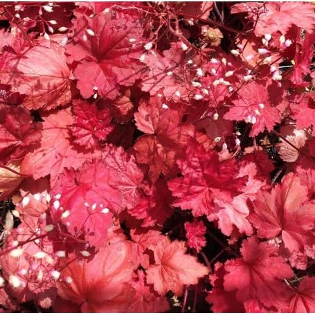 Heuchera Hybride 'Autumn Leaves' / Rotes Purpurglöckchen