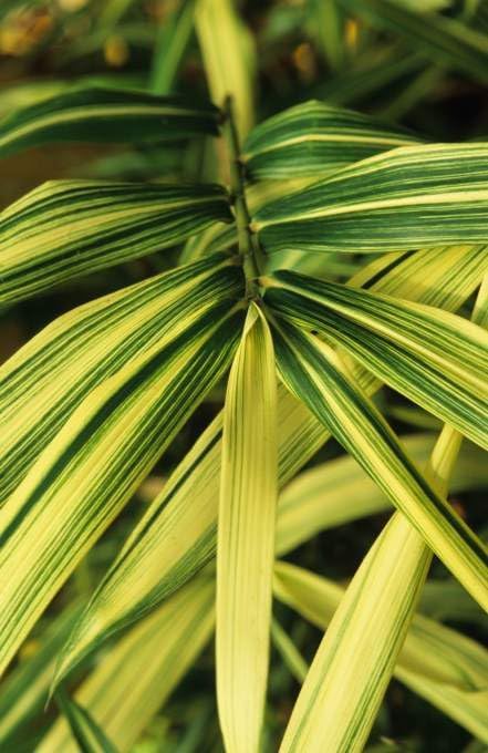 Pleioblastus chino 'Tsuboi' / Bunter Zwergbambus