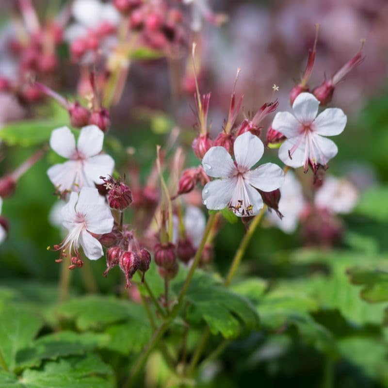 Geranium macrorrhizum 'Spessart' / Balkan Storchenschnabel