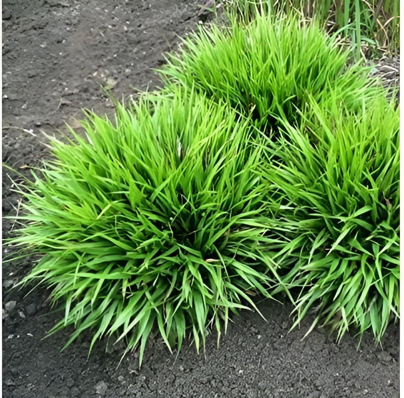 Molinia caerulea 'Igel' / Kleines Pfeifengras