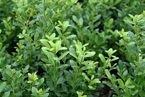 Ilex crenata 'Caroline Upright' / Japanische Stechpalme