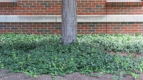 Euonymus fortunei 'Coloratus' / Purpur-Kriechspindel