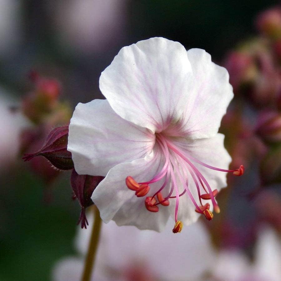 Geranium cantabrigiense 'Saint Ola' / Cambridge Storchschnabel