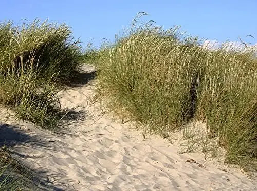 Ziergras Ammophila arenaria / Strandhafer in XXL-Topf, grünes Ziergras von Stauden Gänge, auf Bild sichtbar.