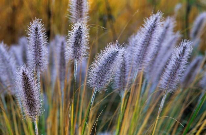 Pennisetum alopecuroides 'Cassian' / Lampenputzergras