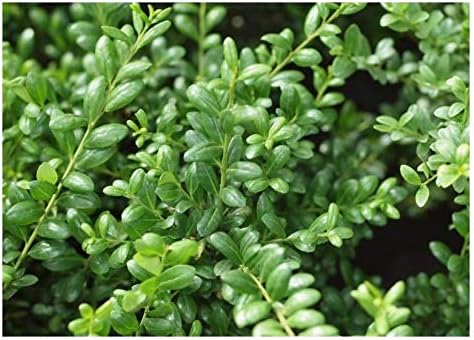 Ilex crenata 'Convexa' / Löffel Ilex