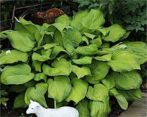 Hosta plantaginea 'Guacamole' / Duft Funkie