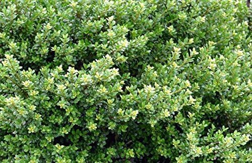 Ilex crenata 'Glory Gem' Kugel 25-35 cm / Japanischer Berg Ilex