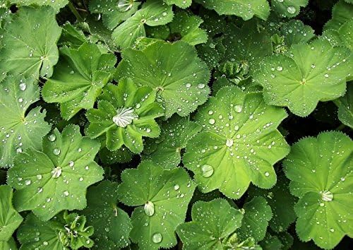 Alchemilla mollis / Großer Frauenmantel