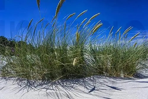 Ziergras Ammophila arenaria, Strandhafer in XXL Topf, grüne, schilfbeschichtete Halme, kräftiger Wuchs, Stauden Gänge.