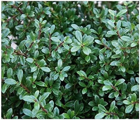 Ilex crenata 'Stokes' / Niedriger Berg Ilex