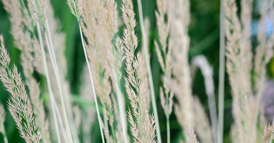 Calamagrostis acutiflora 'Avalanche'/ Buntes Reitgras