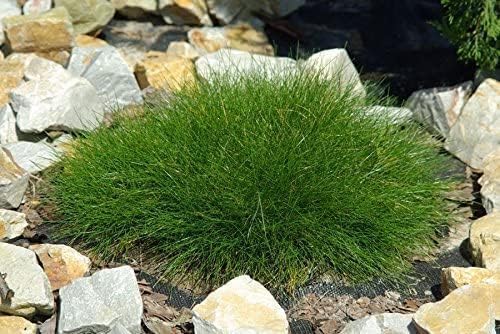 Festuca gautieri 'Pic Carlit' / Bärenfellgras